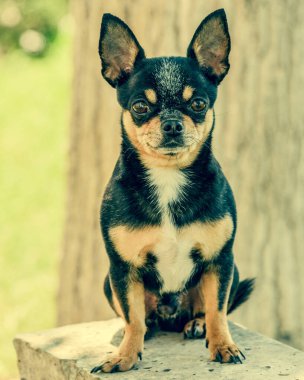 Kara Chihuahua, Yazın güneşli çayırlarda.