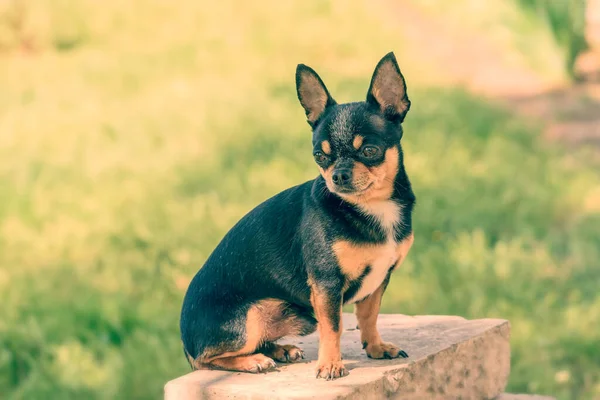 Chihuahua Preto Verão Prado Ensolarado — Fotografia de Stock