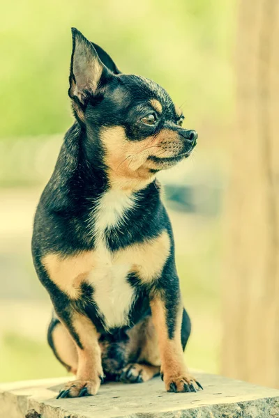 Czarny Chihuahua Latem Słonecznej Łące — Zdjęcie stockowe