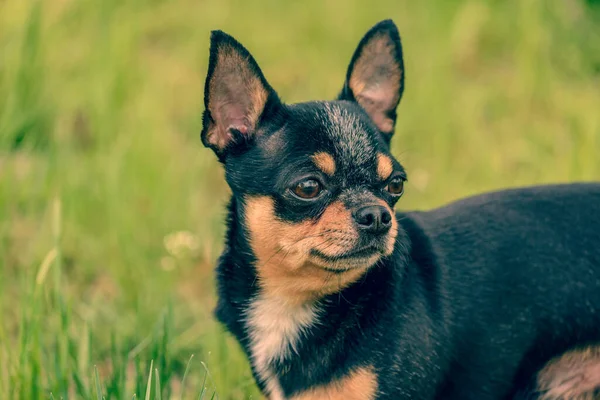 Black Chihuahua Létě Slunné Louce — Stock fotografie