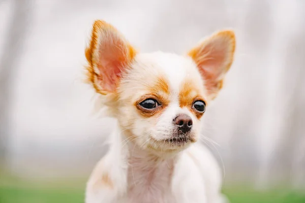 Retrato Chihuahua Retrato Cachorro Chihuahua Cabelos Compridos Branco Chihuahua Branco — Fotografia de Stock