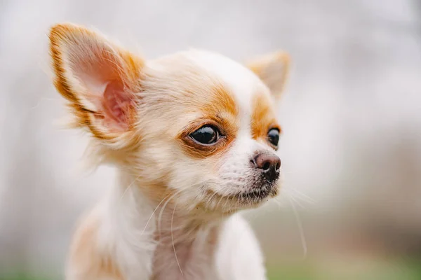 Chihuahua Portresi Beyaz Uzun Saçlı Chihuahua Köpek Portresi Chihuahua Beyaz — Stok fotoğraf