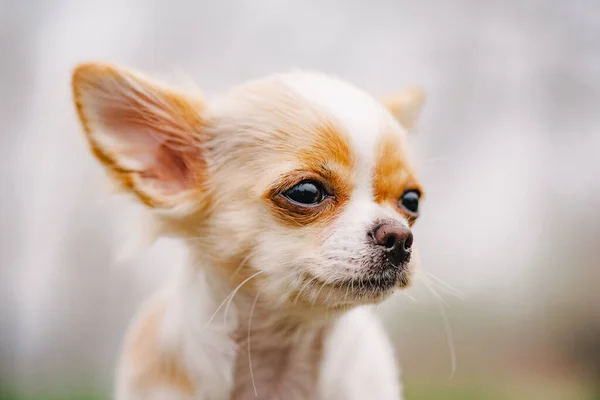 Retrato Chihuahua Retrato Cachorro Chihuahua Cabelos Compridos Branco Chihuahua Branco — Fotografia de Stock