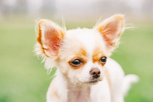 Chihuahua Portresi Beyaz Uzun Saçlı Chihuahua Köpek Portresi Chihuahua Beyaz — Stok fotoğraf