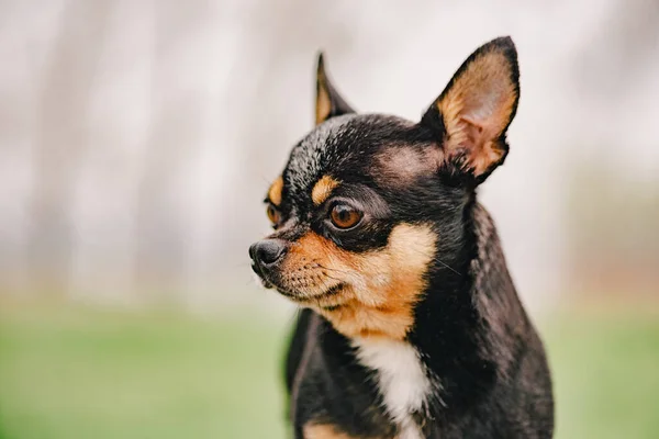 Chihuahua Portret Driekleurige Rasechte Kortharige Chihuahua Hond Hond Voorjaar — Stockfoto