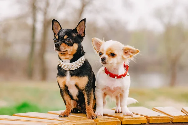 Doi Câini Chihuahua Bancă Animale Domestice Drăguțe Aer Liber Câini — Fotografie, imagine de stoc