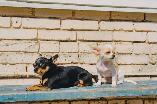 Dos Perritos Chihuahua Banco Lindas Mascotas Domésticas Aire Libre Chihuahua — Foto de Stock