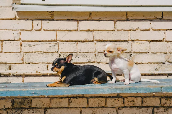 Dwa Małe Chihuahua Psy Ławce Słodkie Domowe Zwierzęta Świeżym Powietrzu — Zdjęcie stockowe