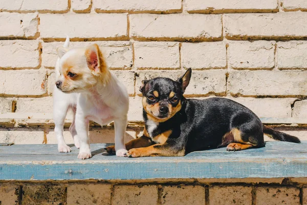 Dos Perritos Chihuahua Banco Lindas Mascotas Domésticas Aire Libre Chihuahua — Foto de Stock