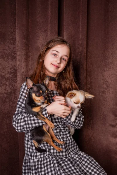 Menina Bonita Com Dois Cães Chihuahua Cão Chihuahua Jovem Animal — Fotografia de Stock