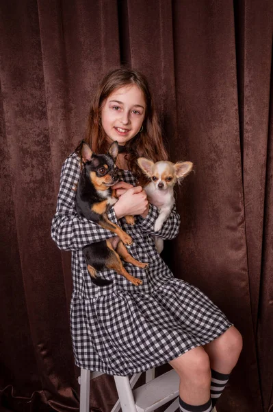 Nastolatka Sukience Klatce Dwoma Psami Chihuahua Tle Brązowej Tkaniny — Zdjęcie stockowe