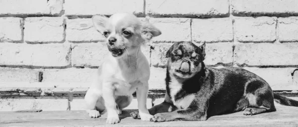 Dwa Małe Chihuahua Psy Ławce Słodkie Domowe Zwierzęta Świeżym Powietrzu — Zdjęcie stockowe