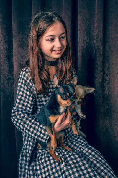 Красивая Девушка Двумя Чихуахуа Собаками Собака Чихуахуа Молодое Животное Счастливая — стоковое фото