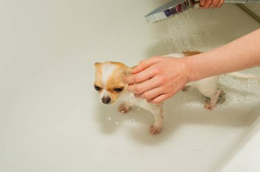 Küçük bir Chihuahua köpeği duşun altında beyaz bir küvette yıkanır. Chihuahua köpekleri yıkanır. köpek