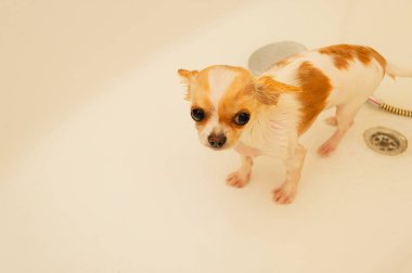 Küçük bir Chihuahua köpeği duşun altında beyaz bir küvette yıkanır. Chihuahua köpekleri yıkanır. köpek