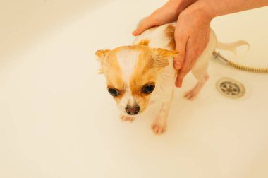 Küçük bir Chihuahua köpeği duşun altında beyaz bir küvette yıkanır. Chihuahua köpekleri yıkanır. köpek