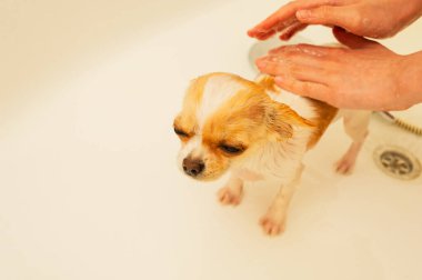 Küçük bir Chihuahua köpeği duşun altında beyaz bir küvette yıkanır. Chihuahua köpekleri yıkanır. köpek