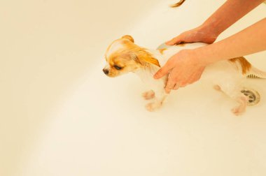 Küçük bir Chihuahua köpeği duşun altında beyaz bir küvette yıkanır. Chihuahua köpekleri yıkanır. köpek