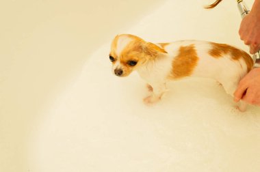 Küçük bir Chihuahua köpeği duşun altında beyaz bir küvette yıkanır. Chihuahua köpekleri yıkanır. köpek