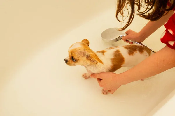 Perro Chihuahua Pequeño Lava Una Bañera Blanca Bajo Una Ducha — Foto de Stock