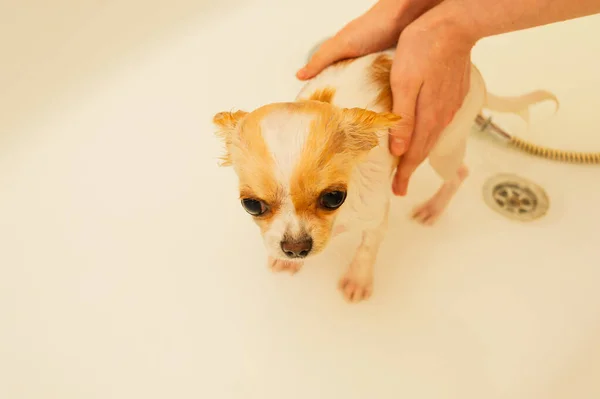 Perro Chihuahua Pequeño Lava Una Bañera Blanca Bajo Una Ducha — Foto de Stock