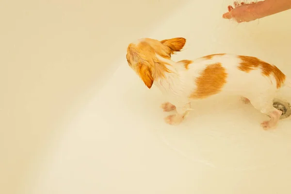 Perro Chihuahua Pequeño Lava Una Bañera Blanca Bajo Una Ducha — Foto de Stock