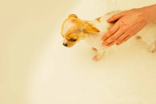 Egy Kis Chihuahua Kutyát Mosnak Egy Fehér Fürdőkádban Zuhany Alatt — Stock Fotó