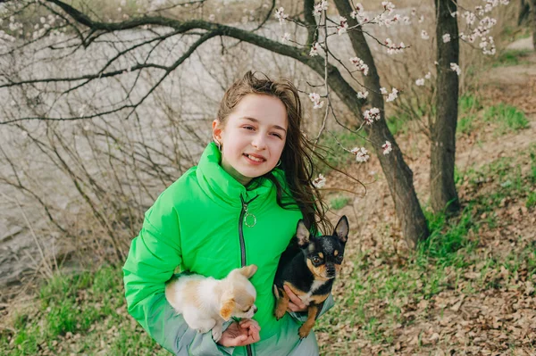 Menina Bonita Com Dois Cães Chihuahua Natureza Adolescente Com Dois — Fotografia de Stock