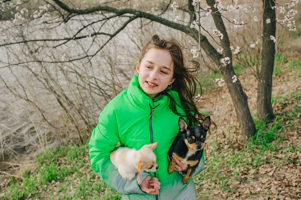 Söt Flicka Med Två Chihuahua Hundar Naturen Tonåring Med Två — Stockfoto