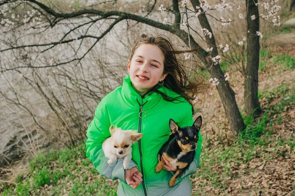Menina Bonita Com Dois Cães Chihuahua Natureza Adolescente Com Dois — Fotografia de Stock