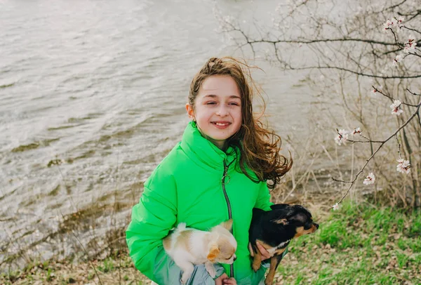 Söt Flicka Med Två Chihuahua Hundar Naturen Tonåring Med Två — Stockfoto