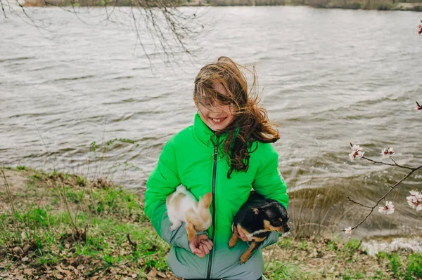 Pretty girl with two chihuahua dogs on the nature. Teenager with two chihuahua