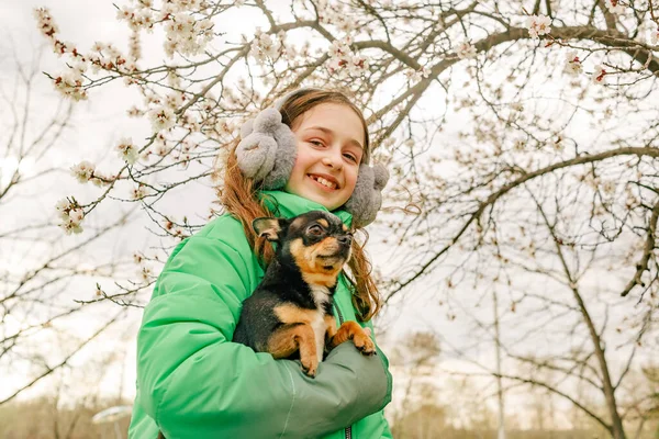 Adolescenta Intr Jacheta Verde Chihuahua Brate Primavara Copacii Înfloresc — Fotografie, imagine de stoc