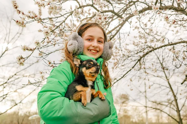 Nastolatka Zielonej Kurtce Chihuahua Ramionach Wiosnę Drzewa Kwitną — Zdjęcie stockowe