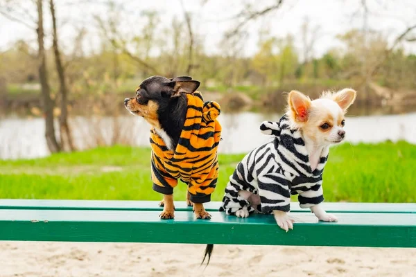 Doi Câini Chihuahua Bancă Animale Domestice Drăguțe Aer Liber Câini — Fotografie, imagine de stoc