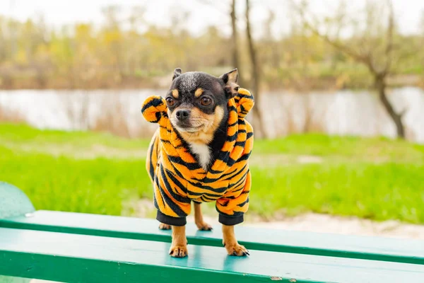 Dog in clothes in the park in spring. Chihuahua is sitting on the bench in spring.