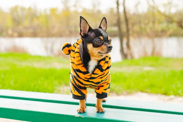 Dog in clothes in the park in spring. Chihuahua is sitting on the bench in spring.