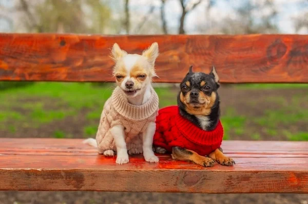 Doi Câini Chihuahua Bancă Animale Domestice Drăguțe Aer Liber Câini — Fotografie, imagine de stoc