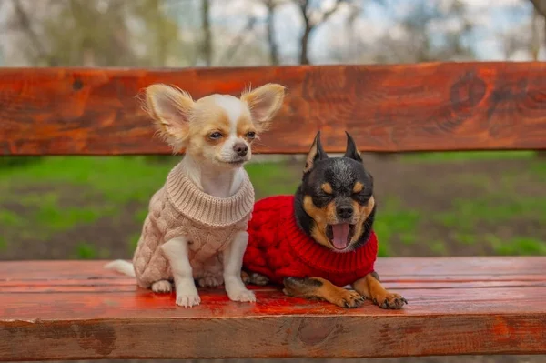 Doi Câini Chihuahua Bancă Animale Domestice Drăguțe Aer Liber Câini — Fotografie, imagine de stoc