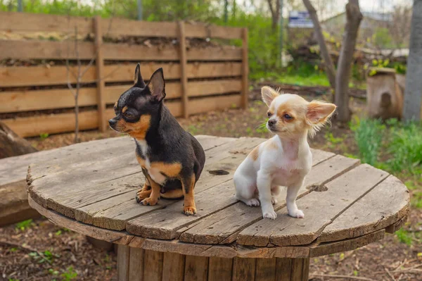 Doi Câini Stau Masa Grădină Doi Catelus Chihuahuas Câine Adult — Fotografie, imagine de stoc