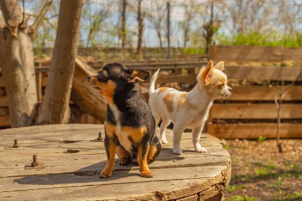 Doi Câini Rasă Mică Stau Masă Grădină Doi Cățeluși Chihuahuas — Fotografie, imagine de stoc