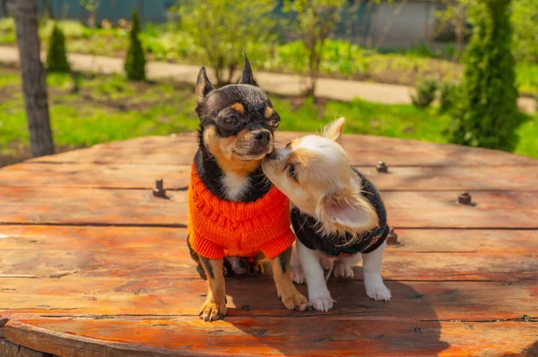 Doi Câini Chihuahua Stau Masă Grădină Chihuahuas Pulovere Sărut Primăvara — Fotografie, imagine de stoc