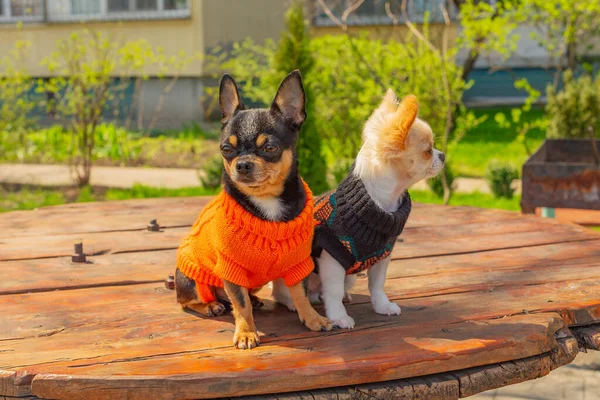 Doi Câini Chihuahua Stau Masa Grădină Chihuahua Pulovere Negre Portocalii — Fotografie, imagine de stoc