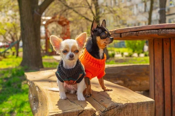 Doi Câini Chihuahua Stau Bancă Grădină Chihuahua Pulovere Negre Portocalii — Fotografie, imagine de stoc