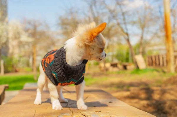 Chihuahua Puppy Black Sweater Dog Portrait Spring Park Chihuahua White — Stock Photo, Image