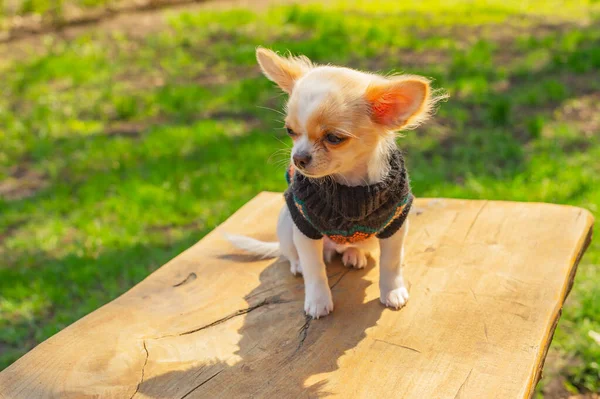 Chihuahua Catelus Pulover Negru Portret Câine Parcul Primăvară Chihuahua Alb — Fotografie, imagine de stoc