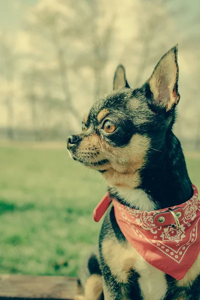 Portretul Unui Chihuahua Drăguț Rasă Pură Negru Chihuahua Pete Maro — Fotografie, imagine de stoc