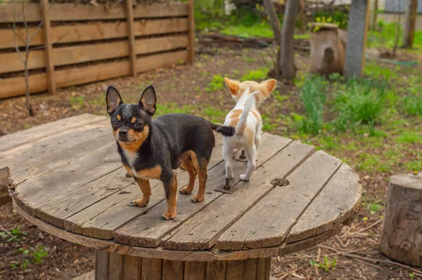 两只吉娃娃和一只成年狗在花园或公园散步 — 图库照片
