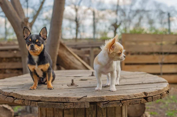 Doi Cățeluși Chihuahuas Câine Adult Pentru Plimbare Grădină Sau Parc — Fotografie, imagine de stoc