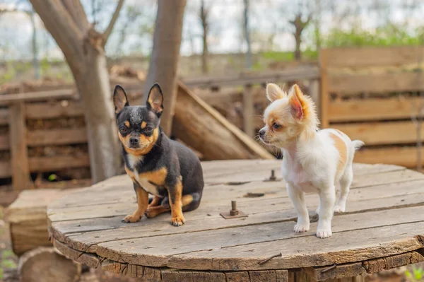 Doi Cățeluși Chihuahuas Câine Adult Pentru Plimbare Grădină Sau Parc — Fotografie, imagine de stoc